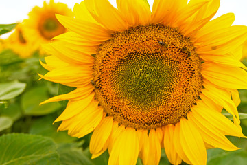Naklejka premium Sunflowers head in bloom.