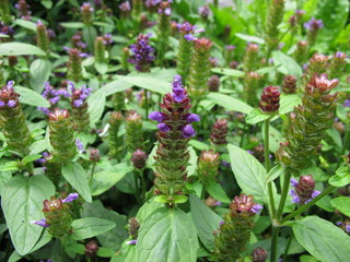 Gewöhnliche Braunelle, Prunella vulgaris