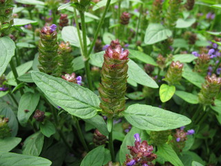 Gewöhnliche Braunelle, Prunella vulgaris