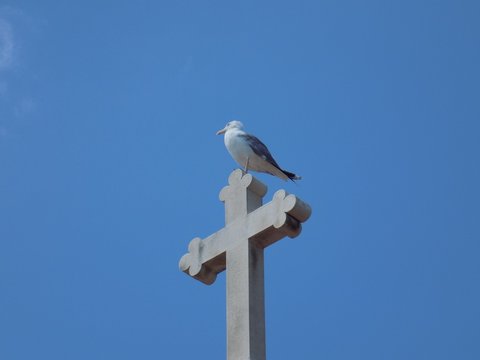 Seagull on cross
