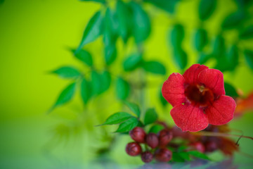 blooming red flower Campsis