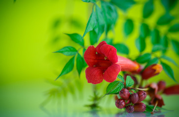 blooming red flower Campsis