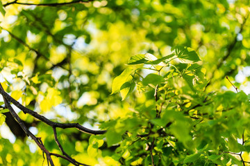 green leaves