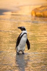 Fototapeta premium African penguin on the beach