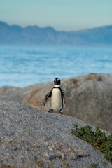 Fototapeta premium An African penguins on the beach