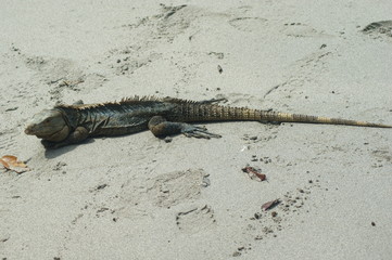 iguane