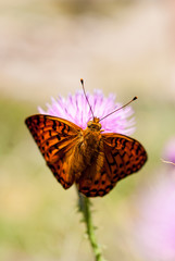 Spotted fritillary in Pyrenees