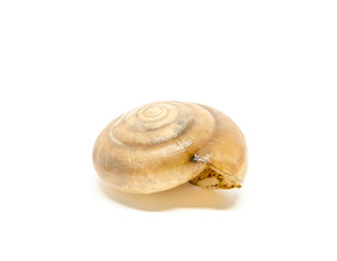 Snail shell