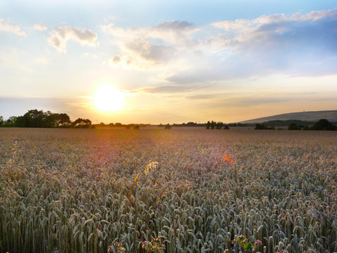 Getreide, Sommerzeit ist Erntezeit - Ein Weizenfeld am Abend kurz vor der Ernte - Halme im Abendlicht - Weizen, Hafer - Landschaft in Thüringen bei Weimar © Annett Seidler