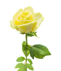 pale yellow and green rose isolated