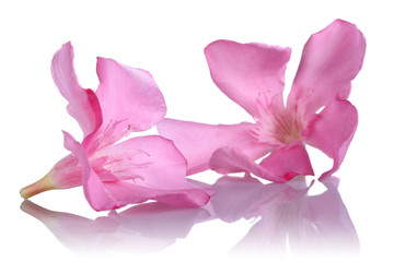 Fototapeta na wymiar Pink Oleander