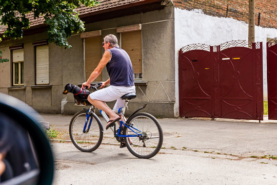 Man on bicycle with pet dog in a bike basket.