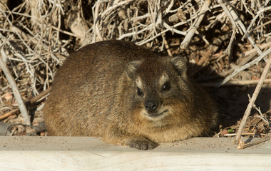 Rock dassie