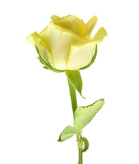 pale yellow and green rose isolated