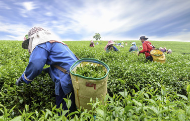Crowd of tea picker picking tea leaf on plantation, Chiang Rai, Thailand - obrazy, fototapety, plakaty