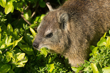 Rock dassie