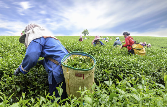 Crowd of tea picker picking tea leaf on plantation, Chiang Rai, Thailand