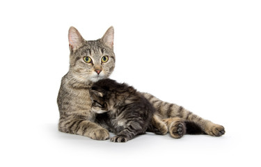 Female tabby cat and kitten