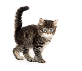 Obraz premium Słodkie dziecko pręgowany kotek na białym tle