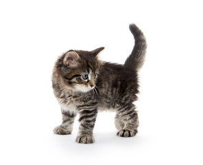 Cute baby tabby kitten on white