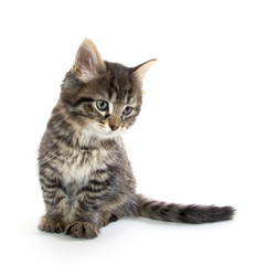 Obraz premium Słodkie dziecko pręgowany kotek na białym tle