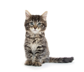 Cute baby tabby kitten on white