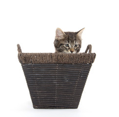 Cute tabby kitten in basket