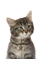 Cute tabby kitten on white background