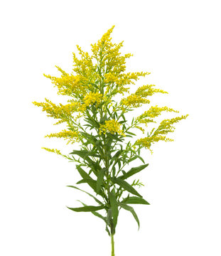 Solidago, goldenrod