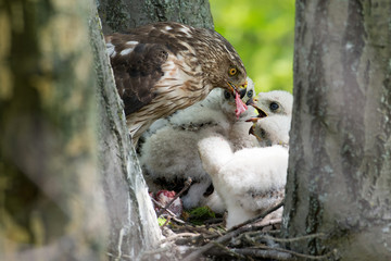 Cooper-s hawk feeding chicks