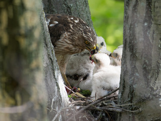 Cooper-s hawk feeding chicks