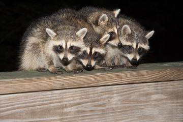 Four cute baby raccoons on a deck railing © Tony Campbell
