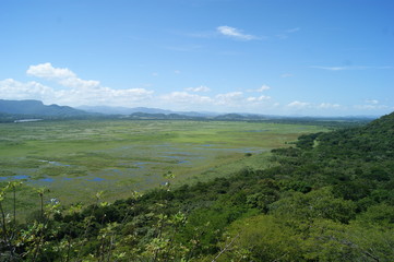 palo verde