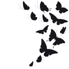 butterflies design