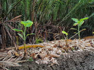 baby banana tree