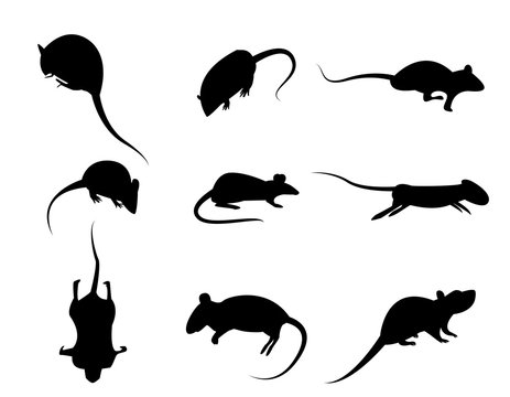 Set of black silhouette rat icon, isolated vector on white backg