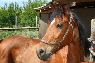 Fototapeta premium Horse