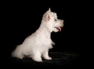 Westie en studio sur fond noir