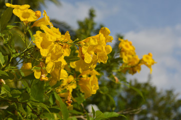 Tabebuia aurea