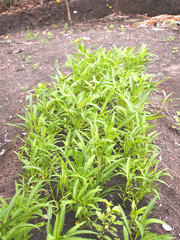 water spinach farm
