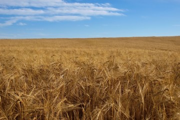 Ripening rye field in the setting sun. 