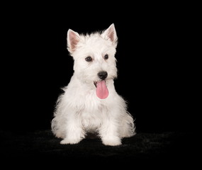 Westie en studio sur fond noir