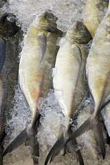 Fish exposed in fish market
