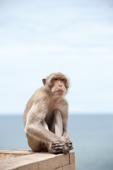 Naklejka premium Thai monkey and the sea