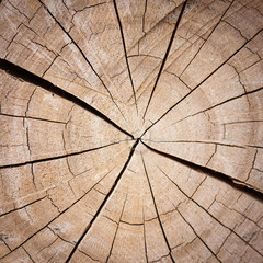 The pattern on the stump