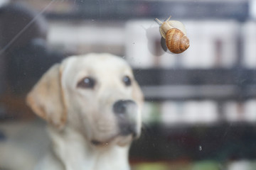 White labrador dog watching the snail on the window