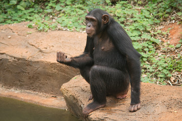 Orangutan black sitting side river.