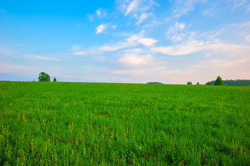 summer green field and a beautiful sky