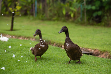 a pair of black ducks eating rice