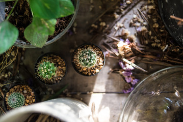 Cactus in the pot